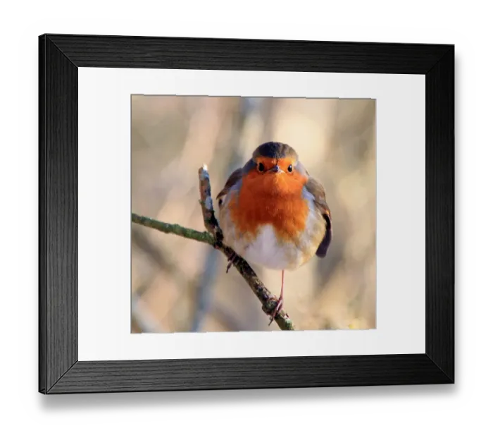 Framed Print : Robin. Winter Robin at Bassenthwaite, English Lake District Framed Print : Robin. Winter Robin at Bassenthwaite, English Lake District