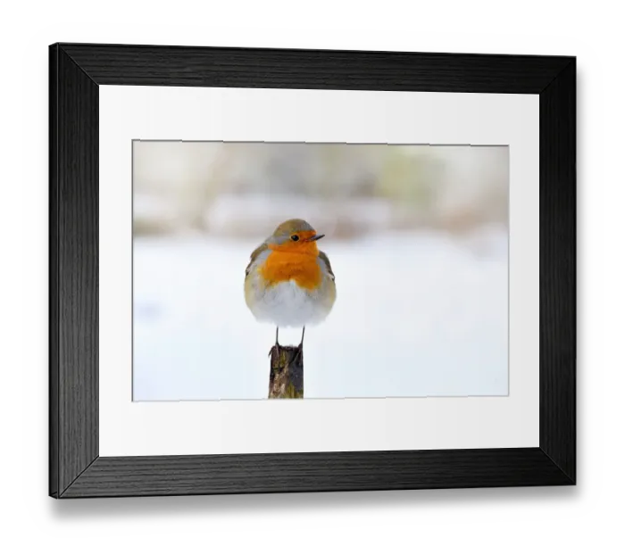 Framed Print : European Robin, Erithacus rubecula or Robin Red breast perched on a fence pole in Framed Print : European Robin, Erithacus rubecula or Robin Red breast perched on a fence pole in