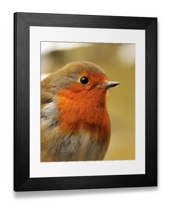 Framed Print : Bold robin Framed Print : Bold robin