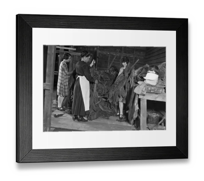 Framed Print : British Tobacco Farm Framed Print : British Tobacco Farm