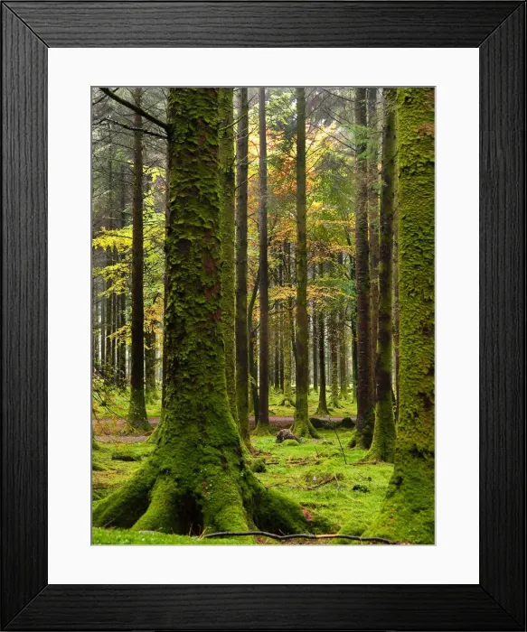 Framed Print : Gougane Barra Forest Park Framed Print : Gougane Barra Forest Park