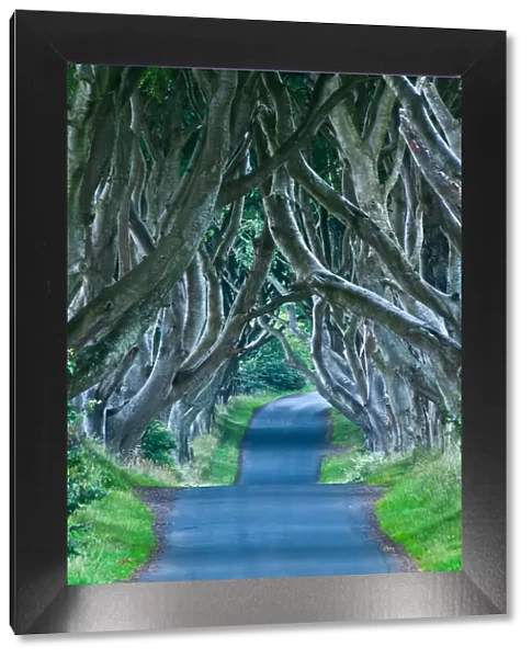 Beach trees on road in Northern Ireland