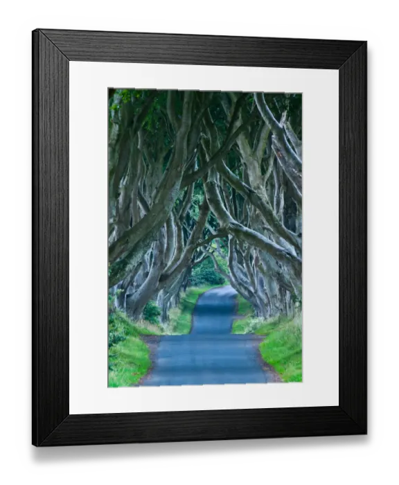 Framed Print : Beach trees on road in Northern Ireland Framed Print : Beach trees on road in Northern Ireland