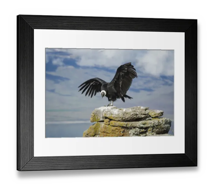 Framed Print : Andean condor in Patagonia Framed Print : Andean condor in Patagonia