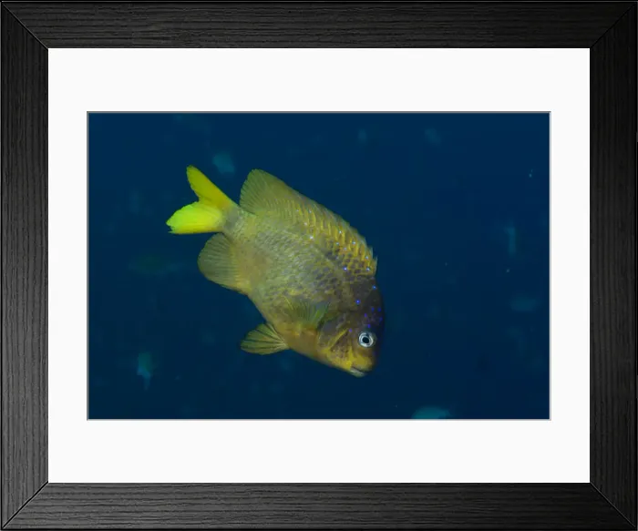 Framed Print : Yellowtail Damselfish Framed Print : Yellowtail Damselfish
