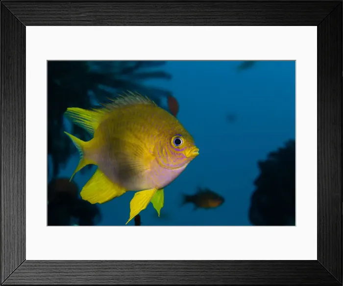 Framed Print : Lemon damsel Framed Print : Lemon damsel