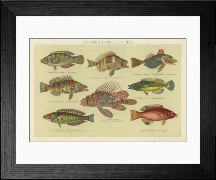 Framed Print : Old chromolithograph illustration of Tropical Fish