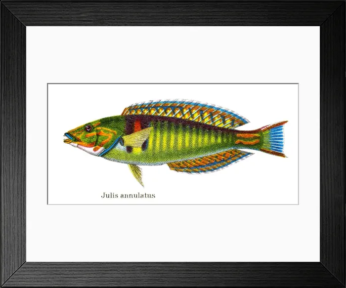 Framed Print : Old chromolithograph illustration of Tropical Fish, killifish (Julis annulatus) Framed Print : Old chromolithograph illustration of Tropical Fish, killifish (Julis annulatus)