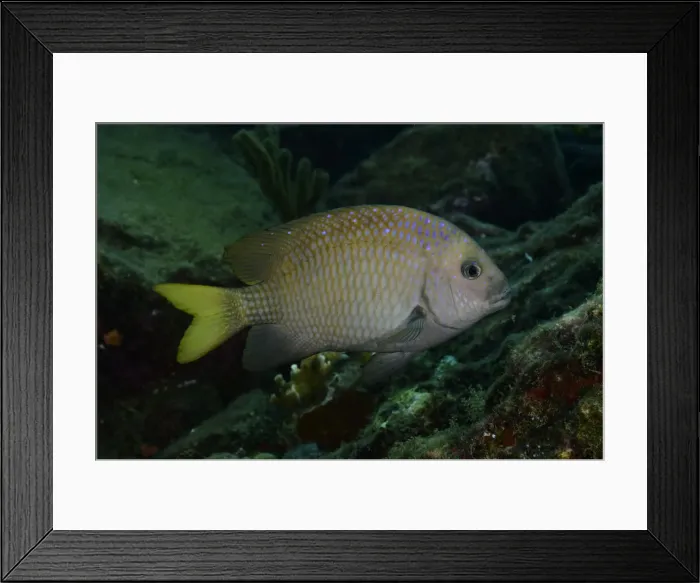 Framed Print : Yellowtail Damselfish Framed Print : Yellowtail Damselfish
