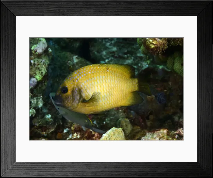 Framed Print : Yellowtail Damselfish Framed Print : Yellowtail Damselfish