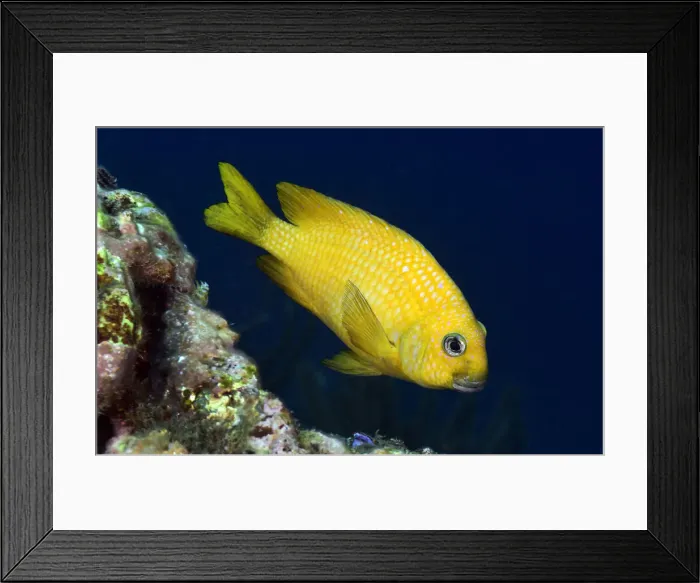 Framed Print : Yellowtail Damselfish Framed Print : Yellowtail Damselfish