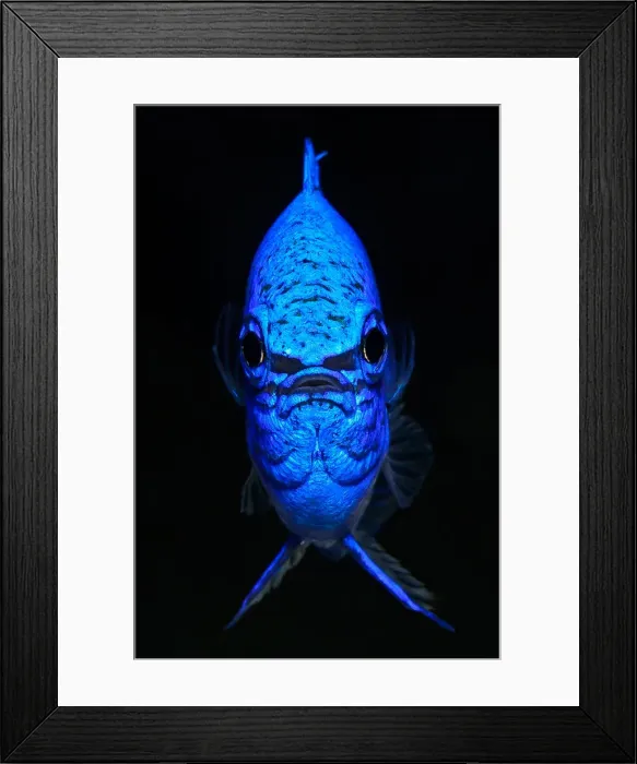 Framed Print : Symetric blue devil demselfish, Indonesia Framed Print : Symetric blue devil demselfish, Indonesia