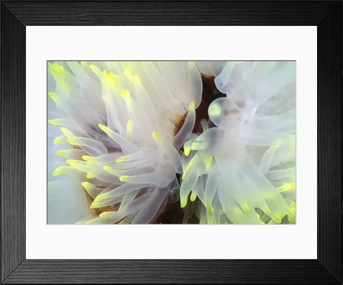Framed Print : Underwatrer wildlife Framed Print : Underwatrer wildlife