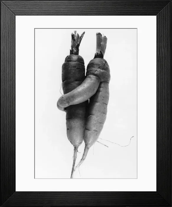 Framed Print : Cuddling Carrots Framed Print : Cuddling Carrots