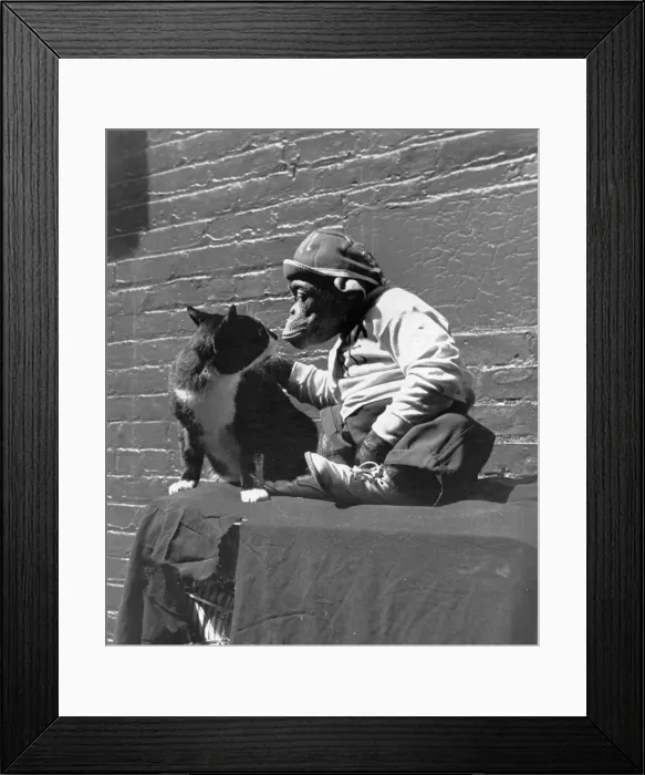 Framed Print : Animal Friends Framed Print : Animal Friends