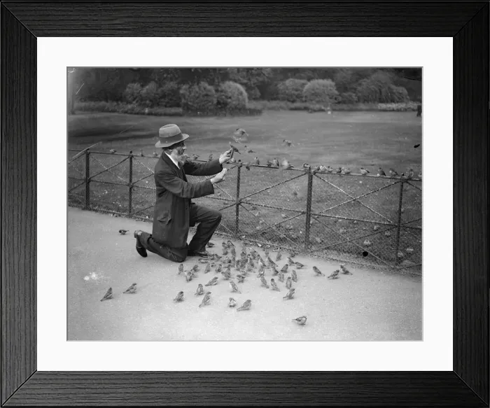 Framed Print : Feeding Sparrows Framed Print : Feeding Sparrows