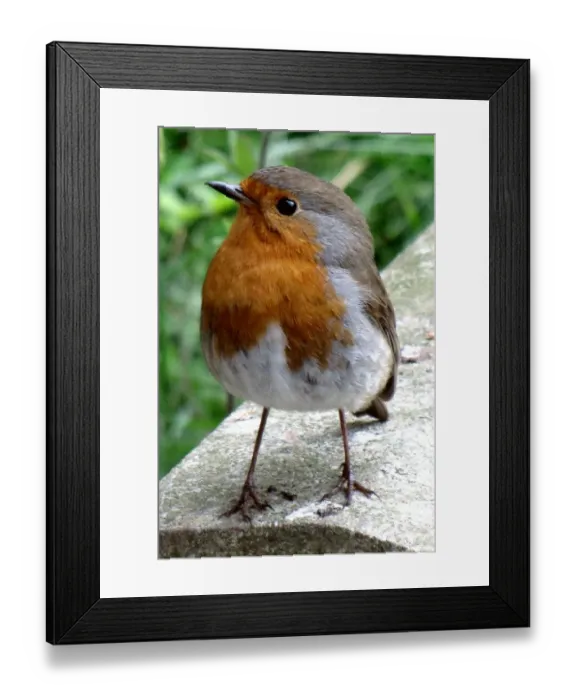 Framed Print : Robin Red Breast Framed Print : Robin Red Breast