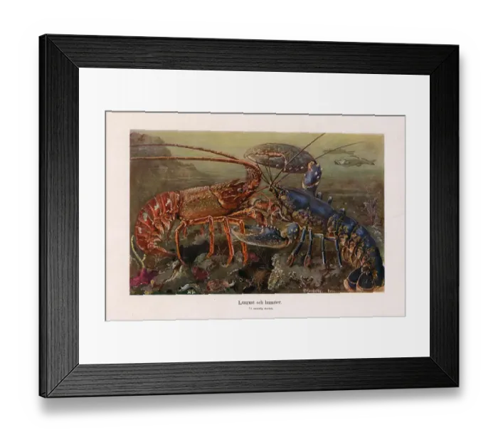 Framed Print : Old chromolithograph illustration (color lithography) early 20th century Framed Print : Old chromolithograph illustration (color lithography) early 20th century