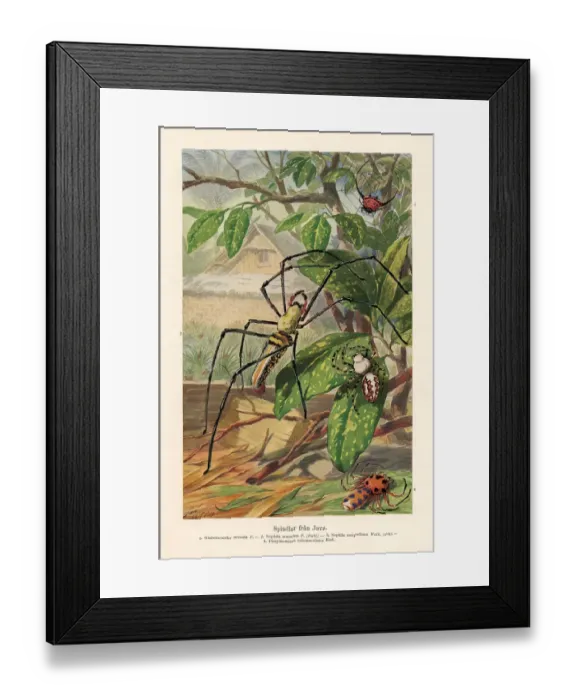 Framed Print : Old chromolithograph illustration (color lithography) early 20th century Framed Print : Old chromolithograph illustration (color lithography) early 20th century