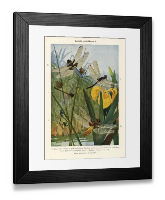 Framed Print : Old chromolithograph illustration (color lithography) early 20th century Framed Print : Old chromolithograph illustration (color lithography) early 20th century