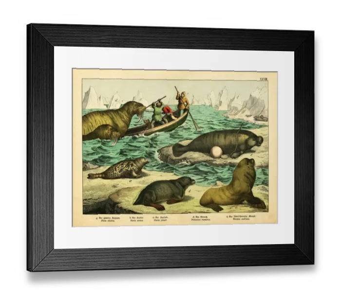 Framed Print : A sheet of antique chromo-lithograph with with walruses, seals and sea lions
