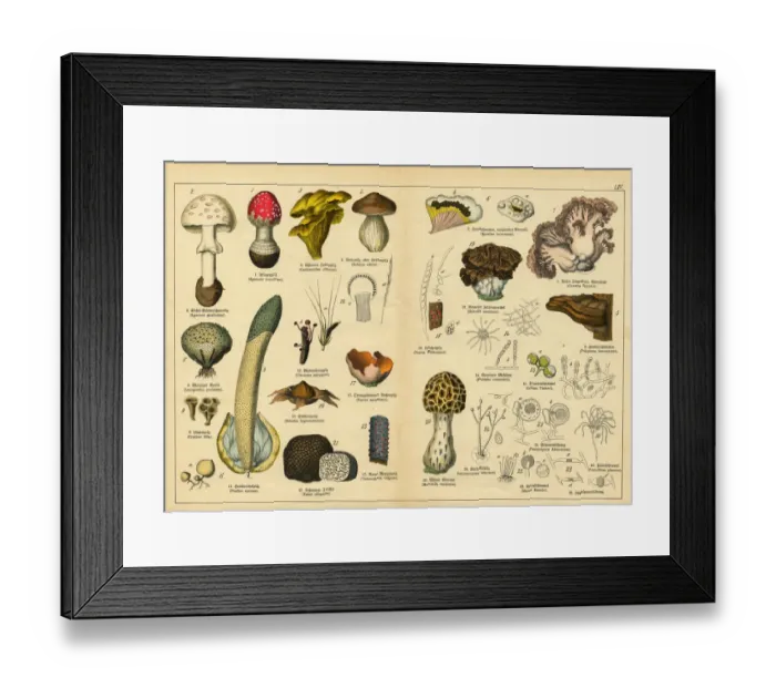 Framed Print : A sheet of very rare watercolor lithography of the early 20th century depicting mushrooms