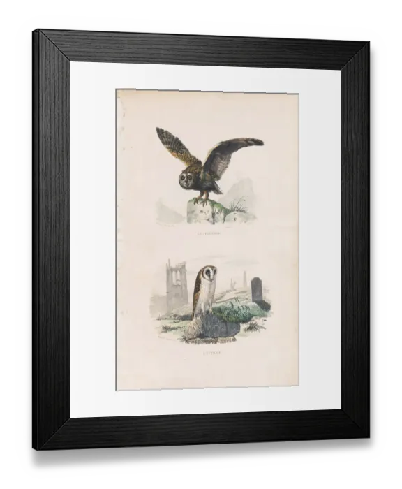 Framed Print : Very Rare engraving with owls, Buffon, 1838 Framed Print : Very Rare engraving with owls, Buffon, 1838