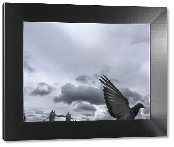 A pigeon flying past London bridge