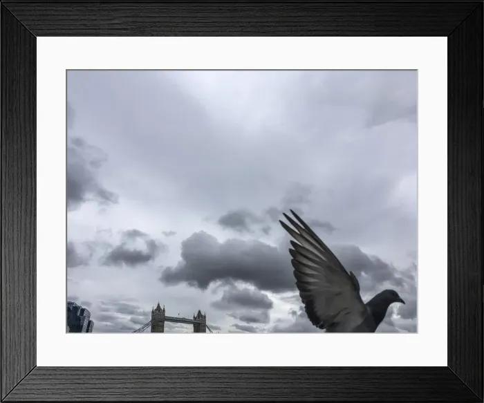 Framed Print : A pigeon flying past London bridge Framed Print : A pigeon flying past London bridge