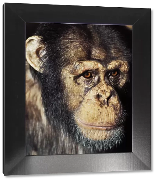 Close up portrait of Chimpanzee