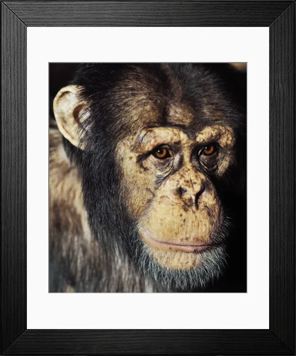 Framed Print : Close up portrait of Chimpanzee Framed Print : Close up portrait of Chimpanzee
