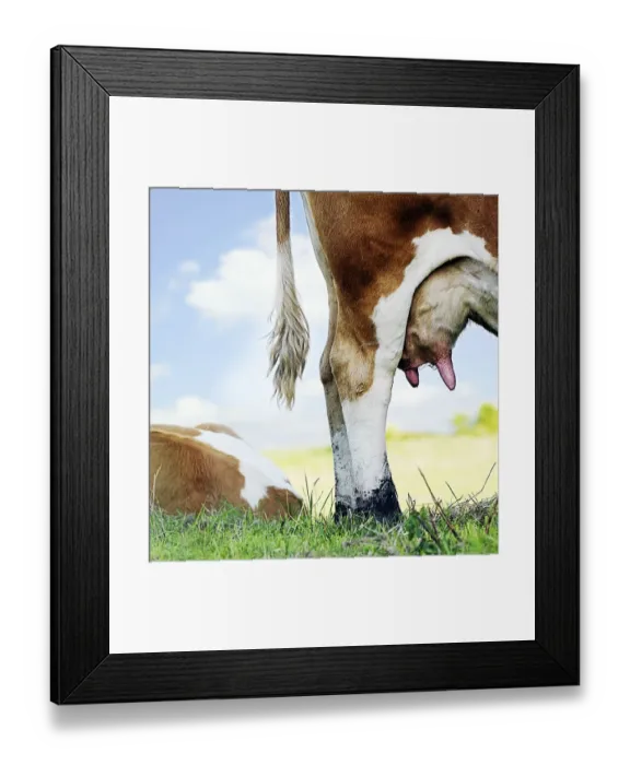 Framed Print : Close up of cow udder, low section Framed Print : Close up of cow udder, low section