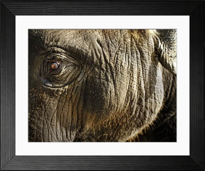 Framed Print : Young indian elephant (Elephas maximus), close up Framed Print : Young indian elephant (Elephas maximus), close up