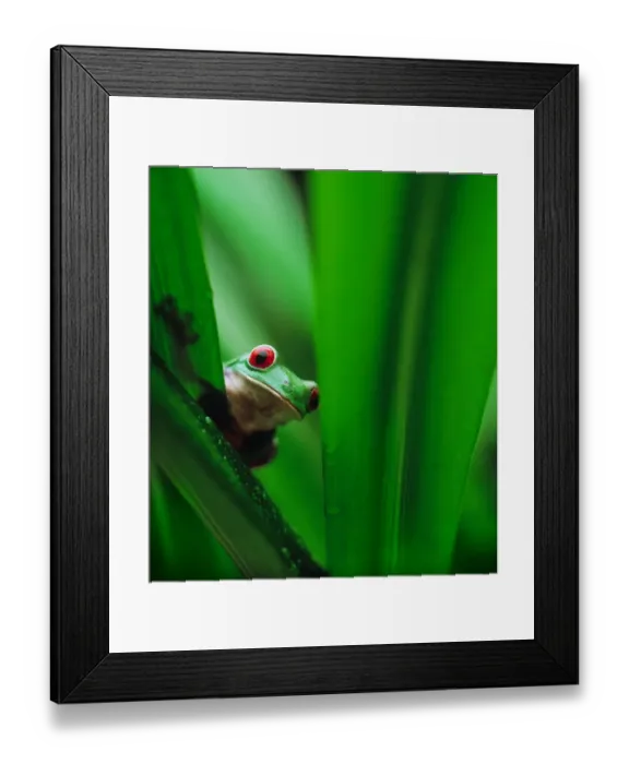Framed Print : Red-eyed tree frog (Agalychnis callidryas) behind leaf Framed Print : Red-eyed tree frog (Agalychnis callidryas) behind leaf