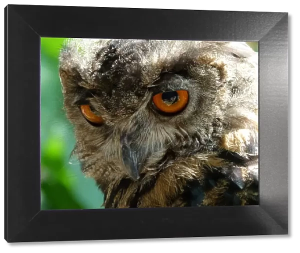 Close up of a European Eagle Owl