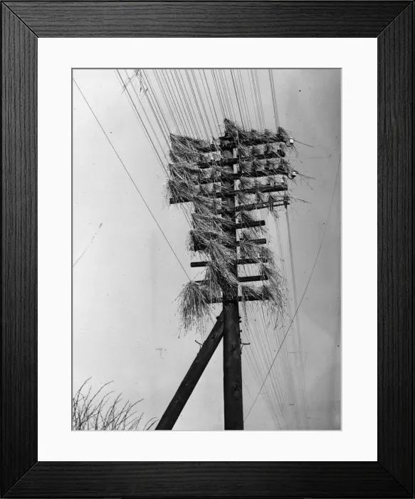 Framed Print : Gale Decorations Framed Print : Gale Decorations