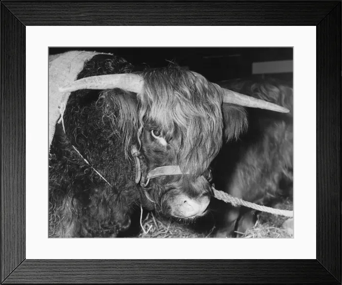 Framed Print : Highland Steer Framed Print : Highland Steer