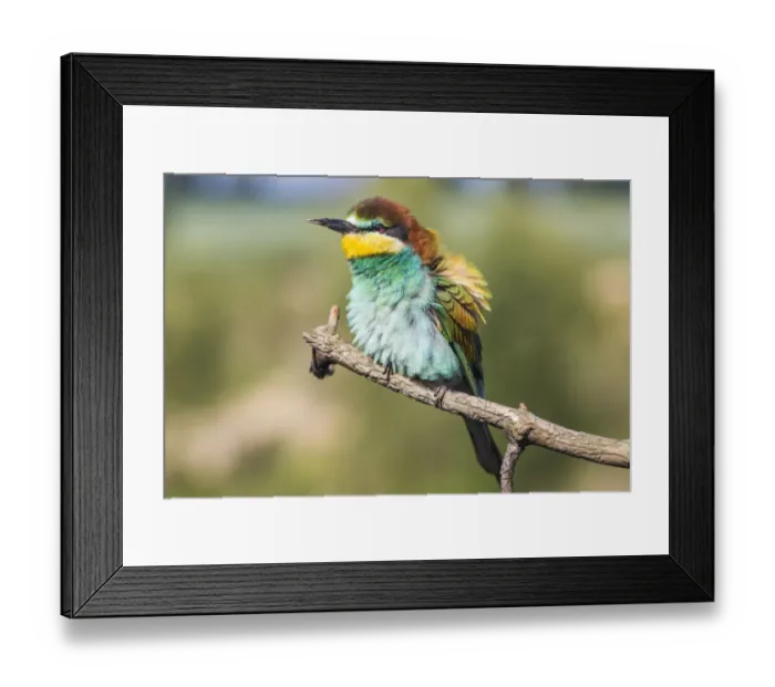 Framed Print : European bee-eater - Merops apiaster - on a branch in the morning Framed Print : European bee-eater - Merops apiaster - on a branch in the morning