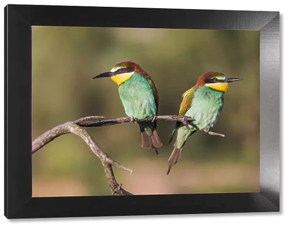 Couple of European bee-eater - Merops apiaster - on a branch in the morning