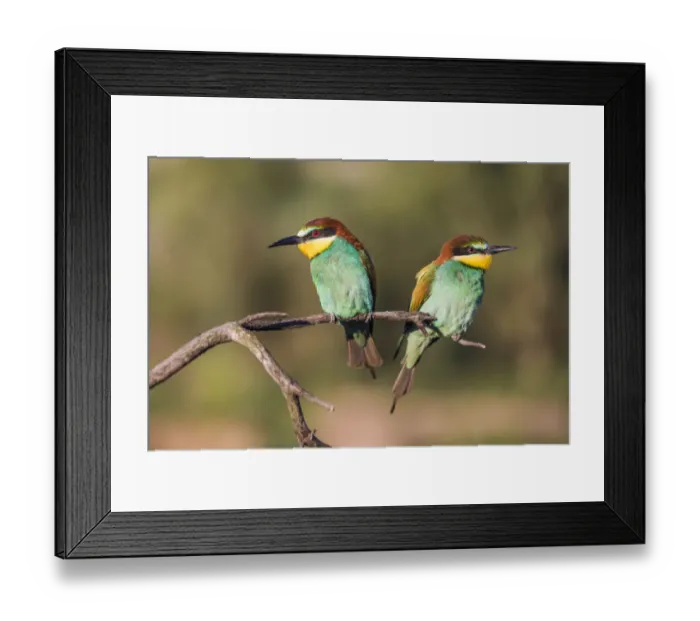 Framed Print : Couple of European bee-eater - Merops apiaster - on a branch in the morning Framed Print : Couple of European bee-eater - Merops apiaster - on a branch in the morning