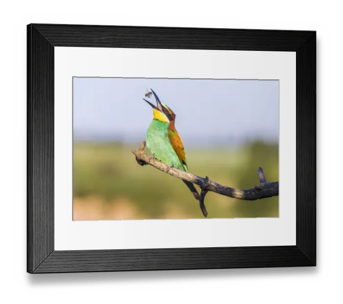 Framed Print : European bee-eater - Merops apiaster - with bee on a branch in the morning Framed Print : European bee-eater - Merops apiaster - with bee on a branch in the morning