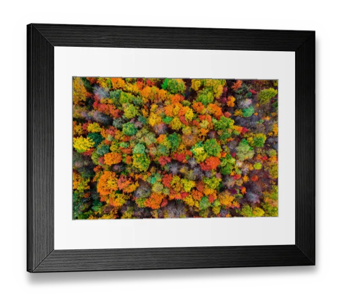 Framed Print : Aerial view of the autumn forest. Autumn foliage colors Framed Print : Aerial view of the autumn forest. Autumn foliage colors