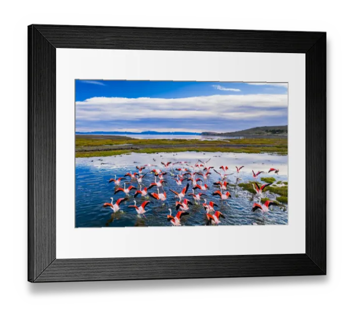 Framed Print : Flamingos flying over the lake at sunrise. Argentina, Lago Argentino Framed Print : Flamingos flying over the lake at sunrise. Argentina, Lago Argentino