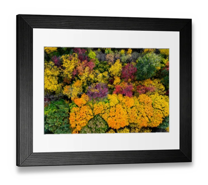 Framed Print : Autumn forest with colorful trees. Aerial view Framed Print : Autumn forest with colorful trees. Aerial view