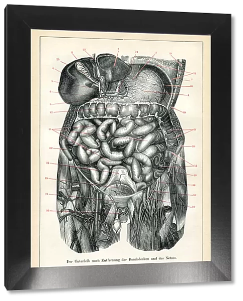Medical illustration of the visceral and the internal organs 1898