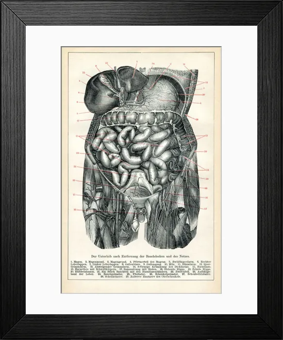 Framed Print : Medical illustration of the visceral and the internal organs 1898 Framed Print : Medical illustration of the visceral and the internal organs 1898