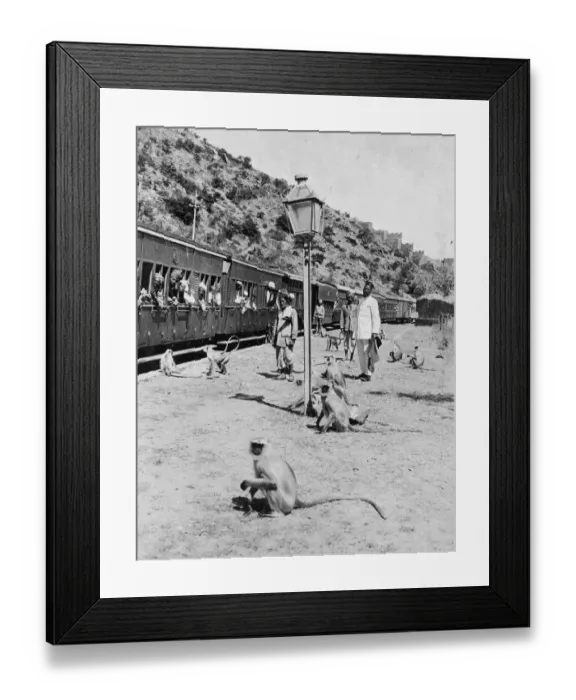 Framed Print : Monkey Commuters Framed Print : Monkey Commuters