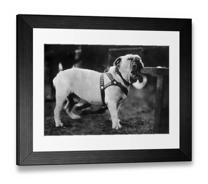 Framed Print : Determined Framed Print : Determined