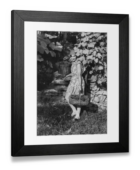 Framed Print : Grape Picking Framed Print : Grape Picking