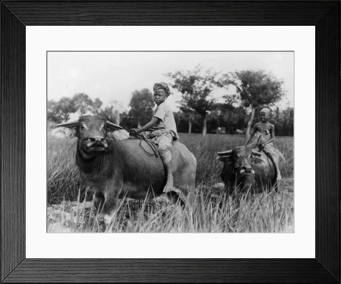 Framed Print : Water Buffalo Framed Print : Water Buffalo